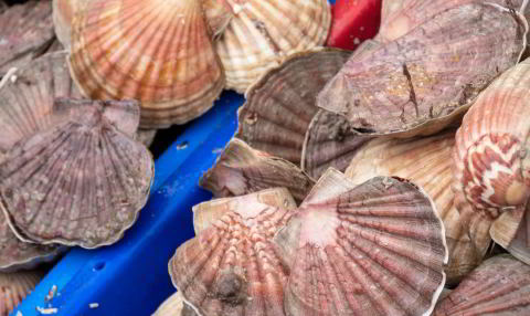 France Brittany Taste Saint-Brieuc Bay Scallop Shells with In Luxe Travel France, the France Luxury Travel Specialist since 2007