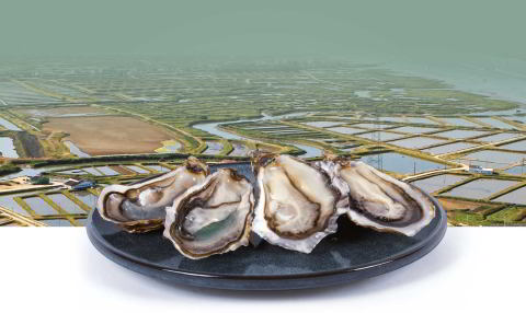 France New-Aquitaine Marennes-Oleron oyster tasting and Luxury Holidays with In-Luxe Travel France, The specialist of luxury bespoke holidays in France since 2007