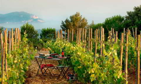 Tour the best wineries and picturesque vineyards in and around St Tropez during your luxury holiday in Saint-Tropez.
