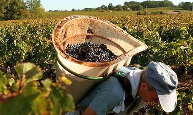 France Bordeaux Tailor-made Luxury wine tour with harvest workshop in a Grand Cru Classé with In Luxe Travel France
