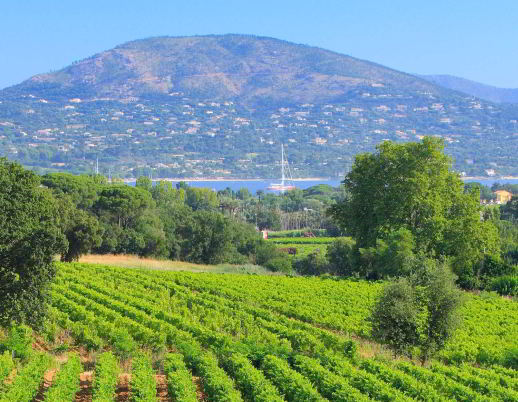 Provence private high-end tour of emblematic wine estates with In Luxe Travel France