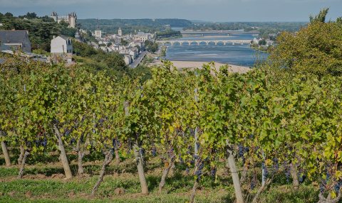 France Loire Valley Saumur Anjou Tailor-made High-End wine tour with In Luxe Travel France, the France Luxury Travel Specialist since 2007.